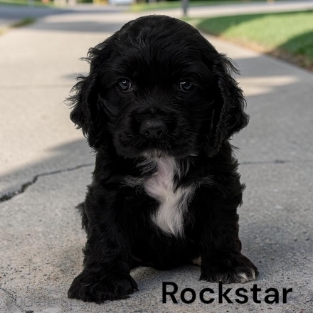 puppy, for, sale, Cocker Spaniel, Joe & Cherri  Overlease, dog, breeder, Miller, MO, dog-breeder, puppy-for-sale, forsale, nearby, find, puppyfind, locator, puppylocator, aca